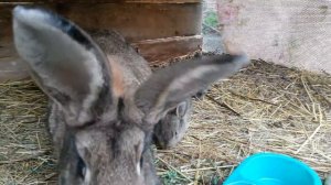 Кролики породы Серый великан