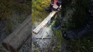 Распил мореной карельской сосны. Состояние и твердость можно увидеть на видео.