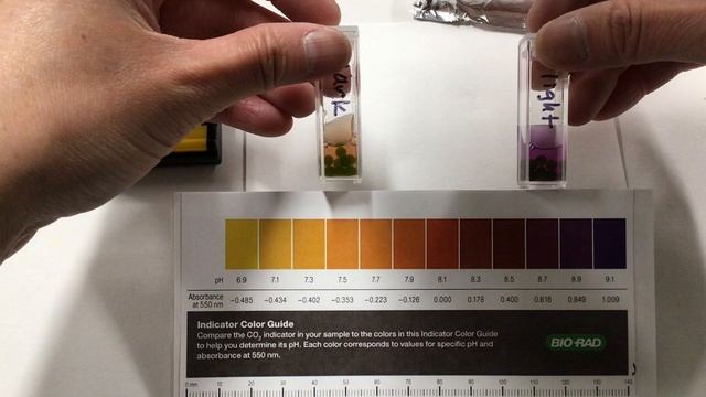 AP Biology: Algae Beads Lab - Photosynthesis & Cellular Respiration