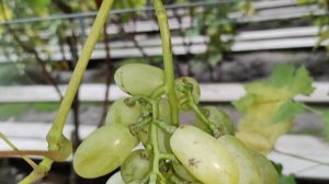 НОВИНКИ 2024!🍇🍇🍇.mp4 WhatsApp и Viber +79528500417. ТЕЛ. +79054033245.