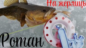 Ротан на жерлицы.