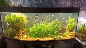 Мои аквариумы. не все))