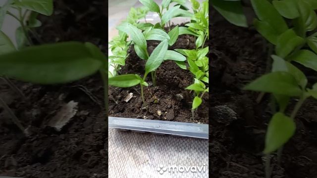 ПЕРЕЦ ГОТОВ К ПИКИРОВКЕ. ОГОРОД НА КУБАНИ. shorts# смотреть онлайн