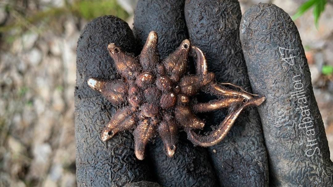 ЦВЕТОК ЭЛИТЫ 3 РЕЙХА! КОП ПО ВОЙНЕ! смотреть онлайн