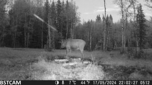 Лесной великан на солонце. Дикие животные Южного Урала 2024 г.