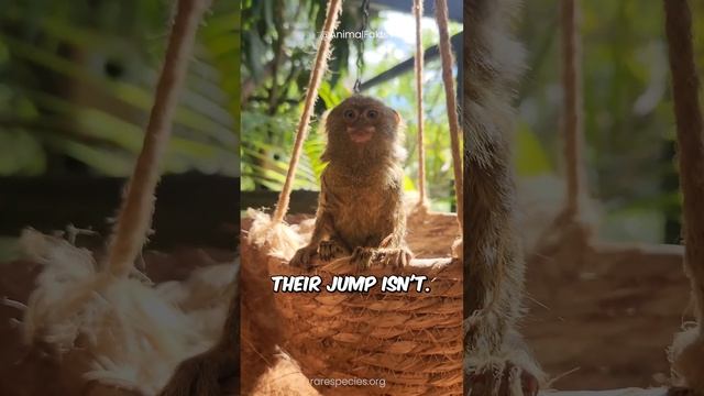 The World’s Smallest Monkey - Pygmy Marmoset смотреть онлайн