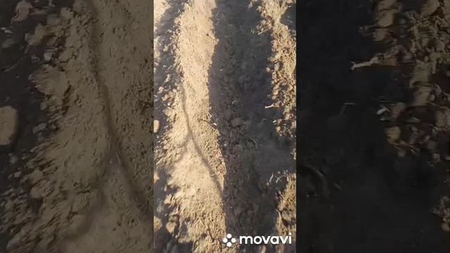 ПОСАДКА КАРТОФЕЛЯ МАЙКА В ОТКРЫТЫЙ ГРУНТ. 2023 ГОД. ОГОРОД НА КУБАНИ. shorts# смотреть онлайн