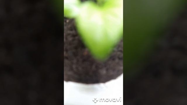 КАК ПИКИРОВАТЬ ПЕРЕЦ. ОГОРОД НА КУБАНИ. shorts# смотреть онлайн