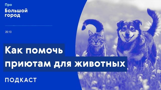 Как помочь приютам для животных? | Подкаст «Про Большой город» смотреть онлайн