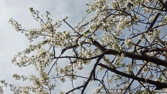 Весна в Баку смотреть онлайн