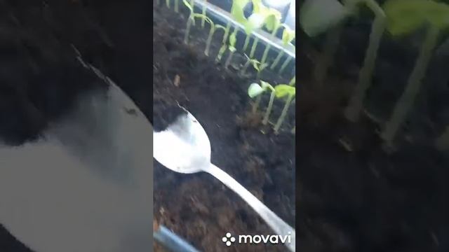 УДОБНЫЙ РАЗМЕР БАКЛАЖАН ДЛЯ ПИКИРОВКИ. ОГОРОД НА КУБАНИ. shorts # смотреть онлайн