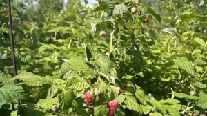 Показываю как созревают ягоды у ремонтантной малины.