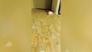 смешные короткие видео с котами 🤣🤣🤣