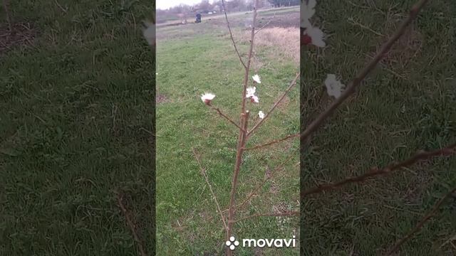 ЦВЕТЕНИЕ НАШЕГО НОВОГО САДА. ЗАЦВЕЛИ ЖЕРДЕЛЫ И АБРИКОСЫ. ОГОРОД НА КУБАНИ. shorts# смотреть онлайн