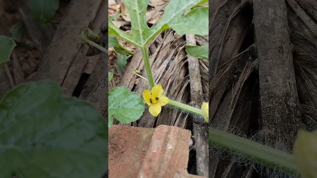 Pollination in watermelon flower