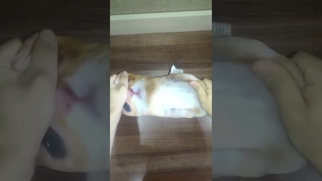 на озоне раскупили всех Эльгато! #озон #эльгато #чмоня #комару #мягкаяигрушка #мемы #кириллплюш смотреть онлайн