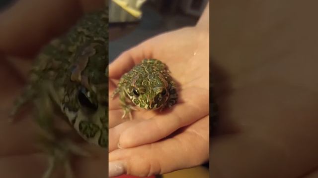 Наша лягушка подружка😆 Психолог Марина Линдхолм