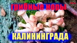 Норы барсуков, грибы осенние