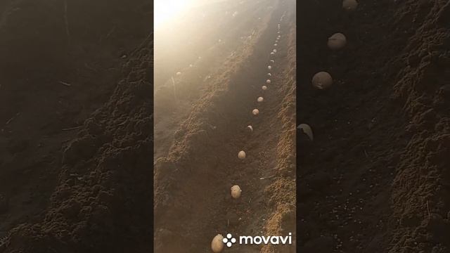 ПОСАДКА КАРТОФЕЛЯ АМЕРИКАНКА В ОТКРЫТЫЙ ГРУНТ. ОГОРОД НА КУБАНИ. shorts# смотреть онлайн