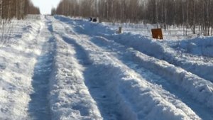 Вепрь 12 стрельба пулей 60 метров