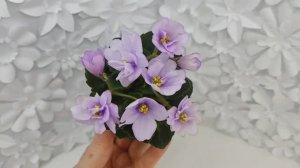 Фиалка Р-Ежевичная Поляна