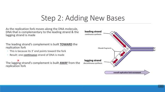 Module 12: DNA Replication смотреть онлайн