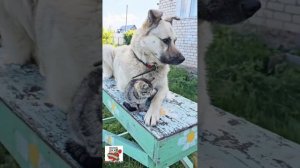 Я Буду Жить Для Тебя 😽💗🐶