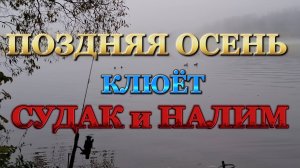 СУДАК и НАЛИМ на ЖИВЦА!