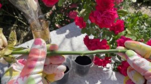 САМОЕ ВРЕМЯ 👌Розы - лучший способ 100% укоренения черенков!!!