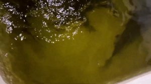 Прозрачная вода в пруду, что нужно знать!