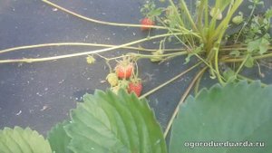 Показываю как плодоносит ремонтантная клубника "Остара"