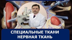 Лекция №7- Нервная ткань (доцент Лугин И.А.)