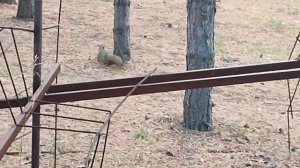 отпускаем белок на волю