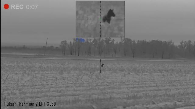 Pulsar Thermion 2 LRF XL50 | 25 Coyotes with Thermal смотреть онлайн