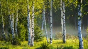 Михаил Ножкин - " Я в весеннем лесу (из к/ф  " Ошибка резидента ") "