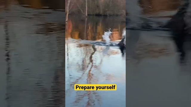 Beavers of YouTube #beaver #countryliving #nature смотреть онлайн