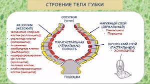 Тип Губки
