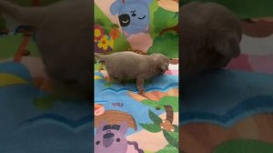 Чишка мама учит щенка есть корм.