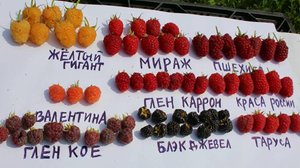 Малина Мираж-суперсорт
