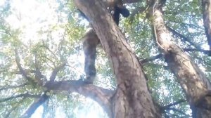 ЗАЛЕЗАЕМ НА ВЫСОКОЕ ДЕРЕВО