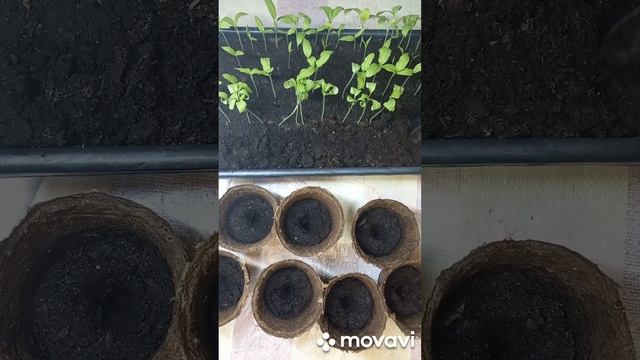 НУЖЕН СОВЕТ. ПИКИРОВКА БАКЛАЖАНА ВАЛЕНТИНА. ОГОРОД НА КУБАНИ. shorts# смотреть онлайн