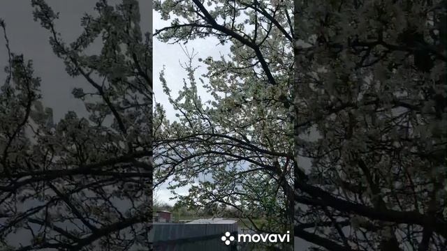 ЗАЦВЕЛИ СЛИВЫ. ОГОРОД НА КУБАНИ. shorts# смотреть онлайн