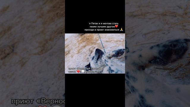 Пятак ищет дом