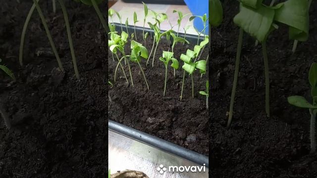 ПИКИРОВКА ТОМАТОВ И ОБЗОР БАКЛАЖАН. ОГОРОД НА КУБАНИ. shorts# смотреть онлайн