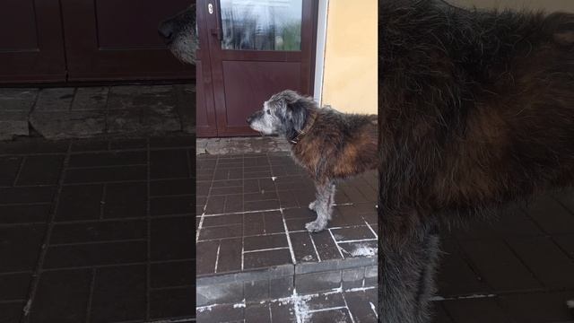 Забавный и красивый ❤