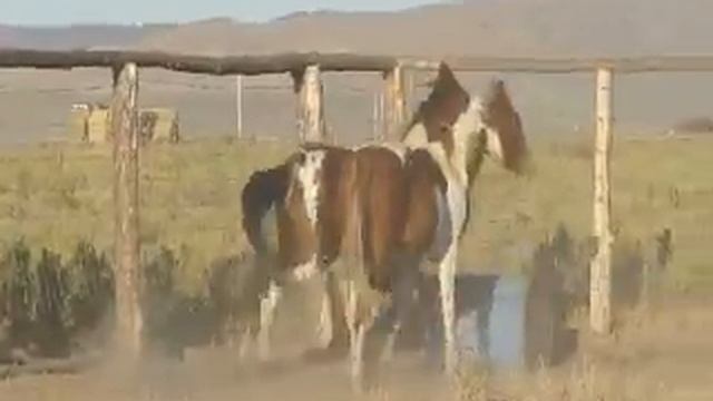 WF Beau Streke (Bay Homozygous Tobiano) APHA 2011 Colt FOR SALE! смотреть онлайн