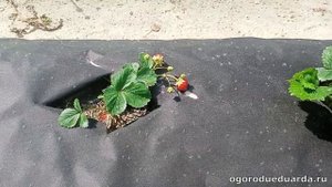 Показываю как развивается ремонтантная клубника Ания на третьей недели после посадки