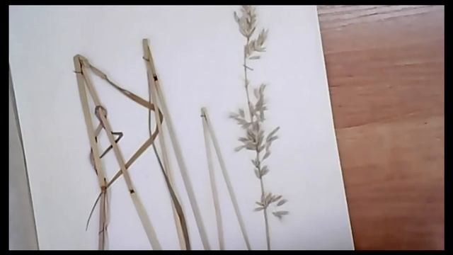 Работа с определителем растений