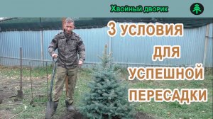 3 условия для успешной пересадки голубой ели,как сделать поливочный круг для хвойных растений.