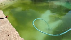 How to Clean a Green Pool